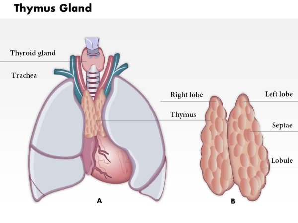 Вилочковая железа