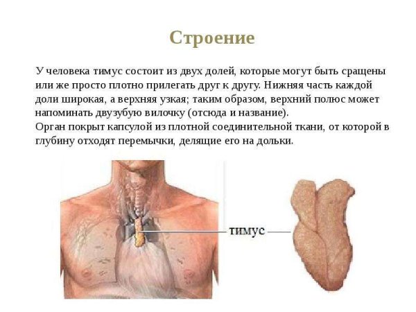 Thymus- тимус