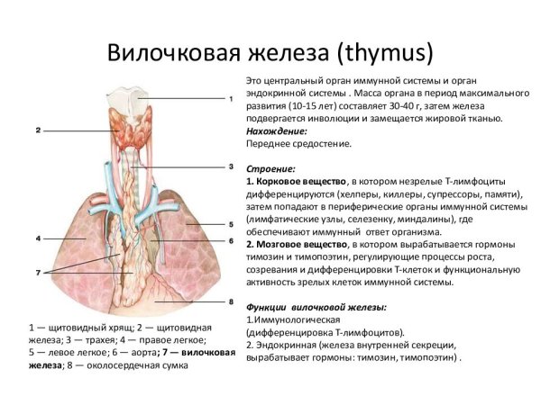Вилочковая железа, Thymus