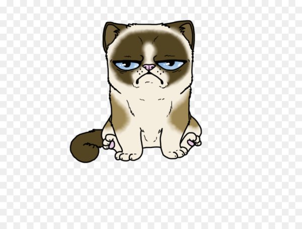 Недовольный кот на белом фоне