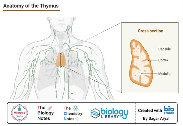 Патология вилочковой железы