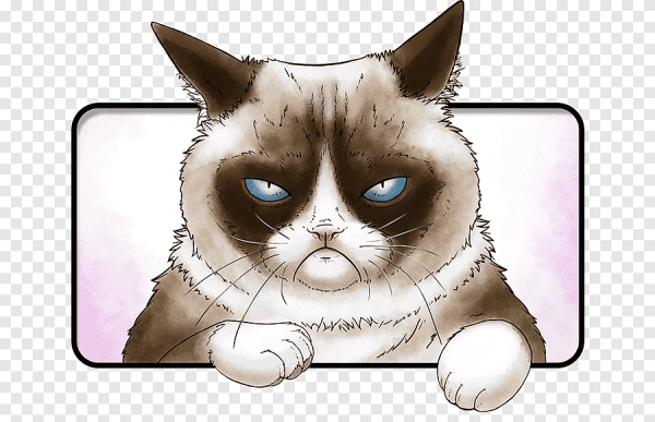 Грустный котик