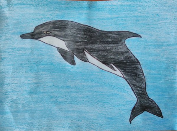 Рисунок дельфина Афалина Черноморского