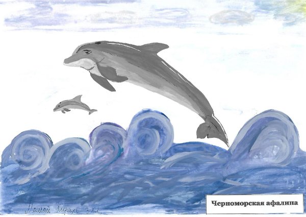 Рисунок дельфина Афалина Черноморского