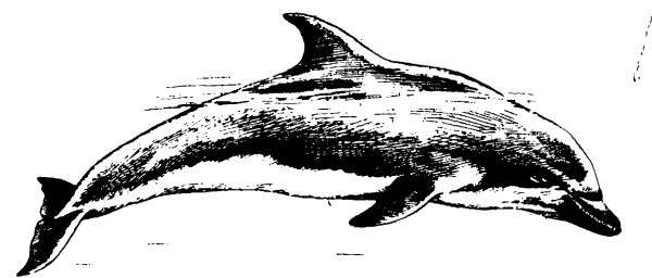 Черноморская Афалина рисунок