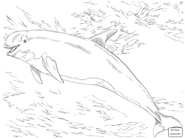 Афалина детский рисунок