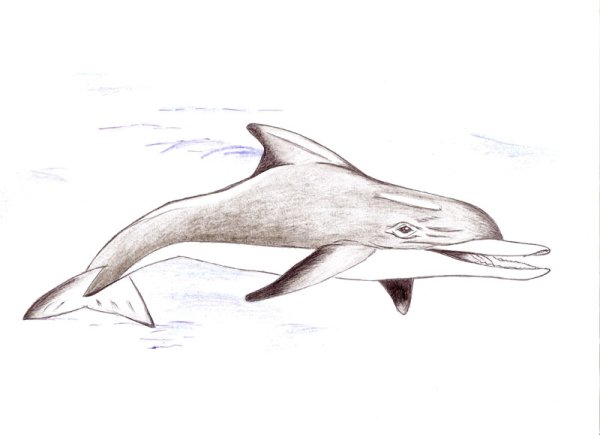 Черноморская Афалина