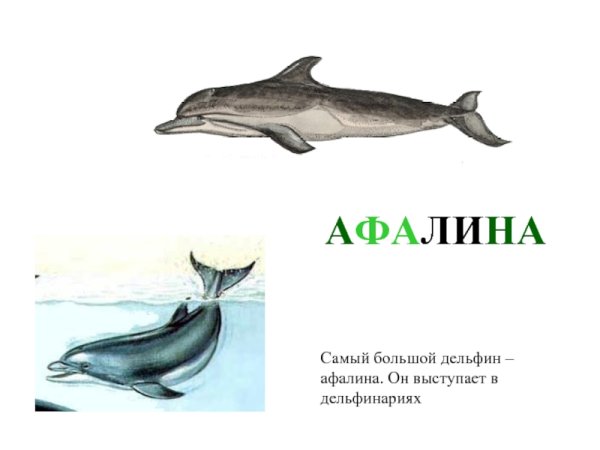 Дельфин Афалина раскраска Черноморская