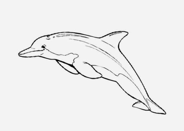 Беломордый Дельфин раскраска