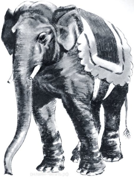 Куприн слон раскраска