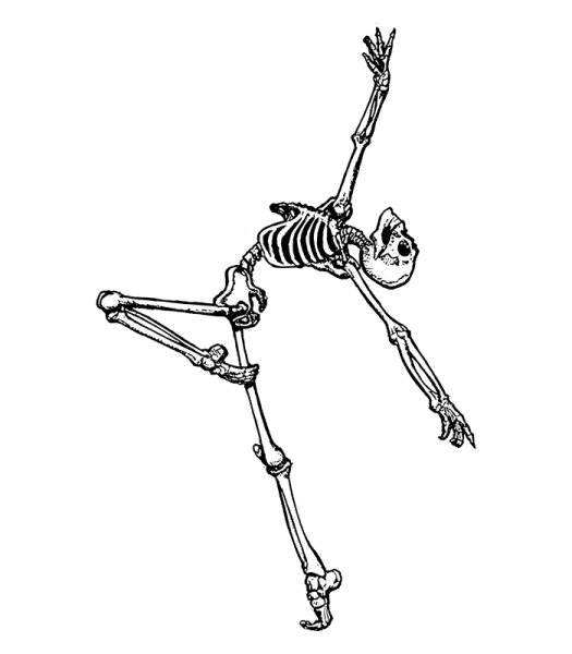 Скелет эскиз