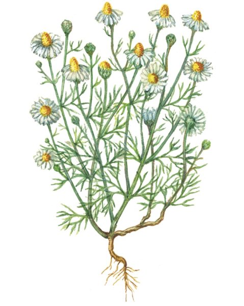 Цветки ромашки аптечной