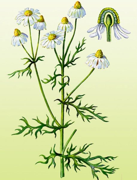 Ромашка аптечная Фармакогнозия