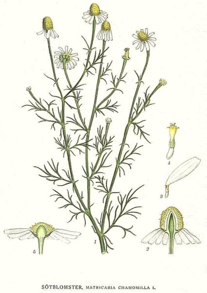 Ромашка лекарственная аптечная