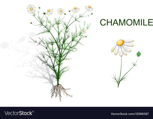 Ромашка лекарственная для детей