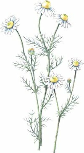 Ромашка аптечная Фармакогнозия
