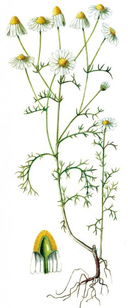 Ромашка аптечная листья