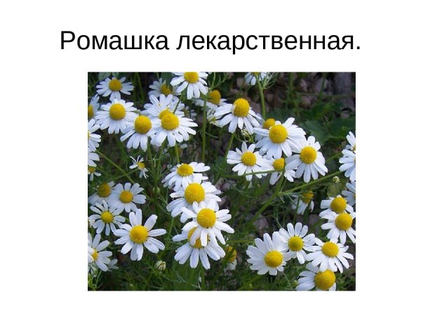 Растения. Раскраска