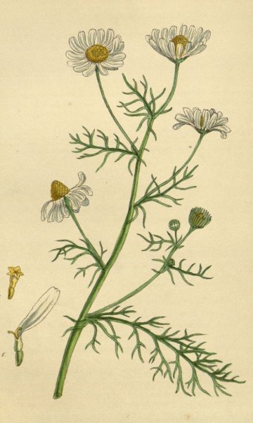 Ромашка аптечная Фармакогнозия