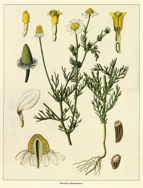 Ромашка Полевая со стеблем