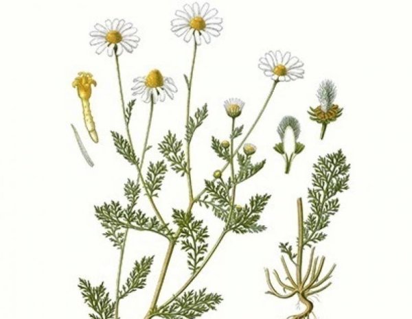Ромашка аптечная (Matricaria Chamomilla) Ботаническая иллюстрация