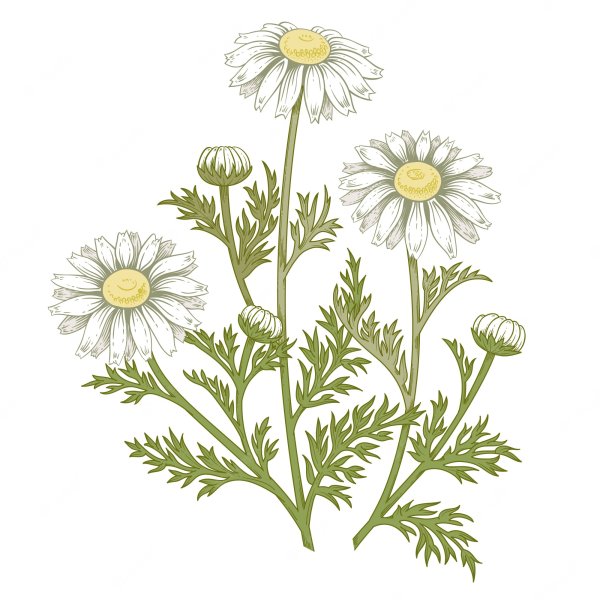 Цветы для детей Ромашка лекарственная