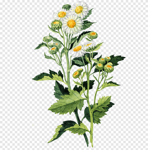 Ромашка аптечная Фармакогнозия