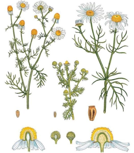 Ромашка лекарственная гербарий