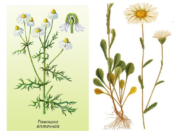 Цветки ромашки аптечной ГФ