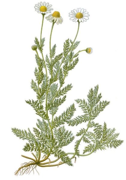 Ромашка аптечная, нивяник, Пупавка