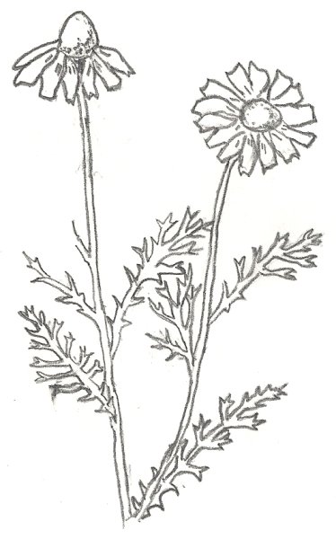 Ромашка непахучая биология