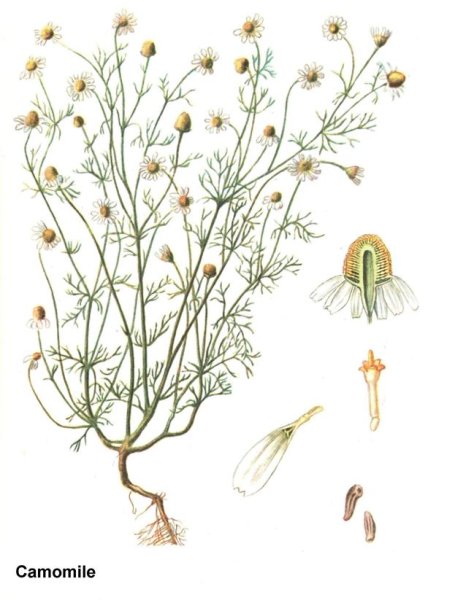 Ромашка аптечная Ботанический атлас