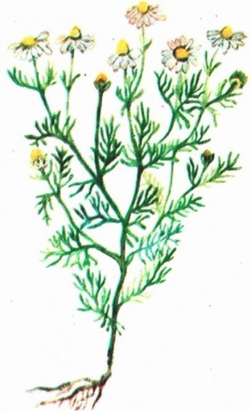 Ромашка лекарственная раскраска для детей