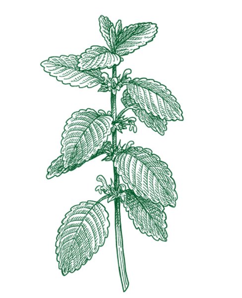 Мята раскраска