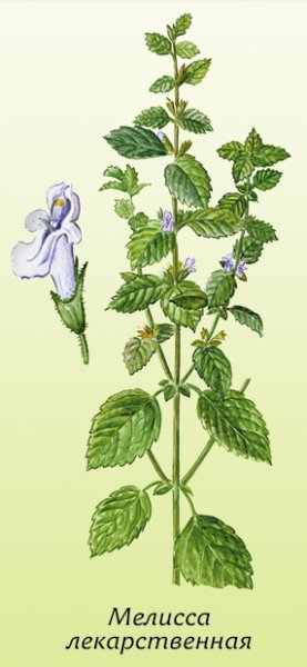 Мелисса лекарственная Фармакогнозия