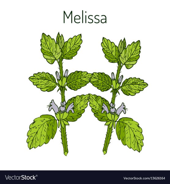 Мелисса нарисованная