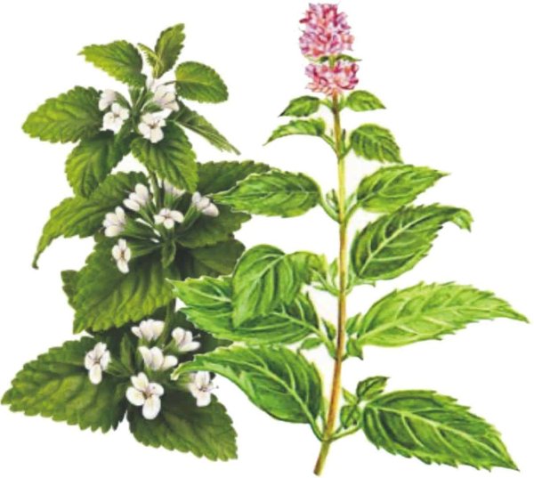 Пустырник с мелиссой