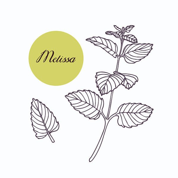 Мелисса нарисованная