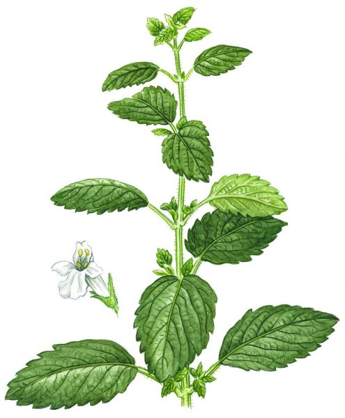 Мелисса лекарственная Фармакогнозия