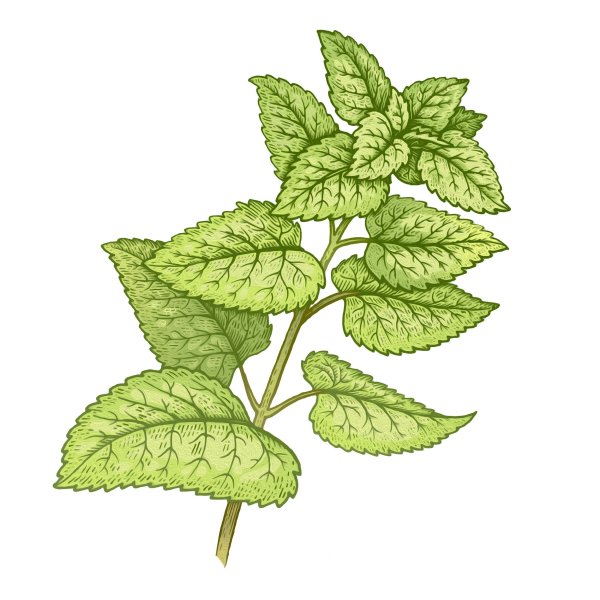 Листья мелиссы лекарственной