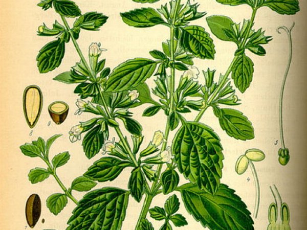 Мелисса лекарственная плод