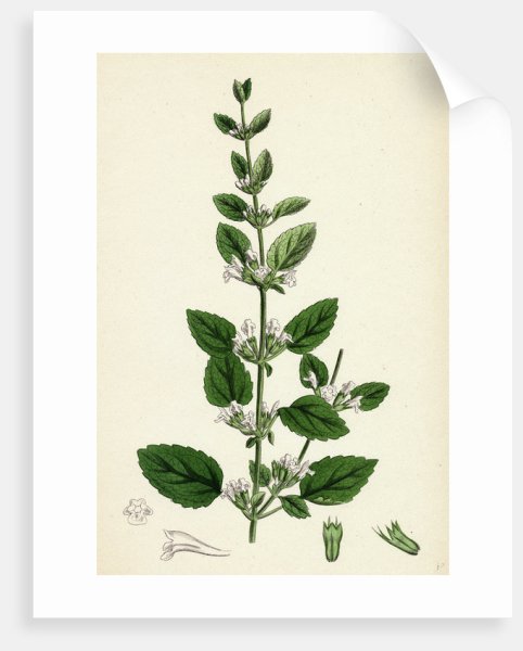 Melissa officinalis Ботанический рисунок