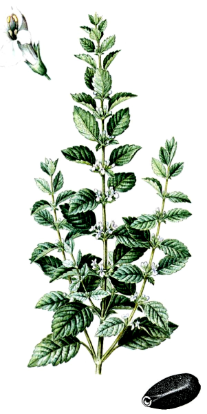 Меллиса ГФ Мелисса лекарственная