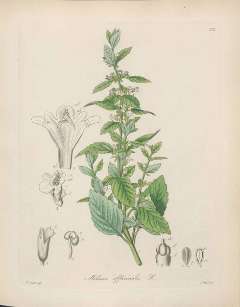 Мелисса лекарственная ботаника