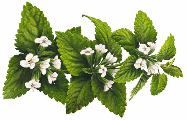 Ветка мелиссы
