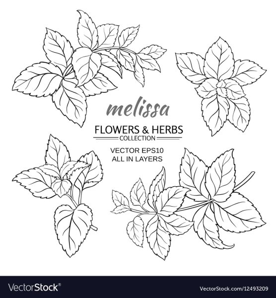 Мята лист вектор