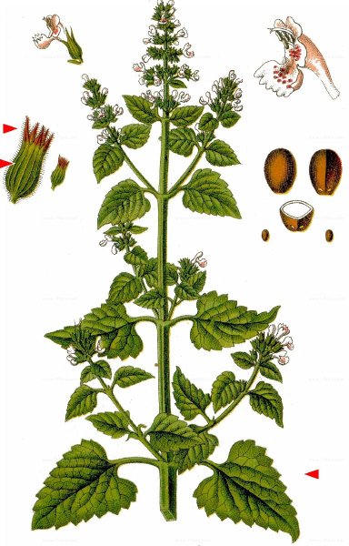 Мелисса лекарственная гербарий