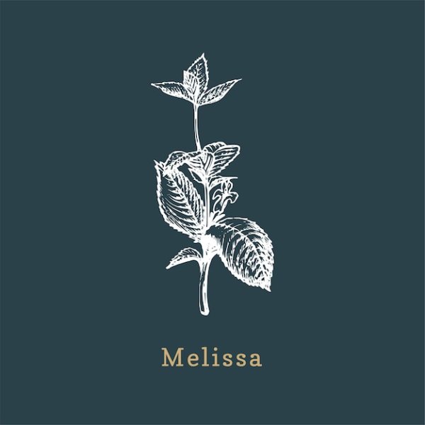 Мята перечная ботаника