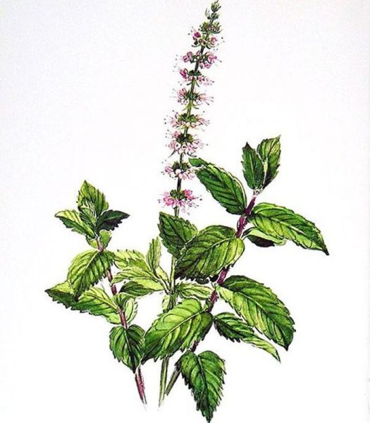 Нарисованный лист мяты