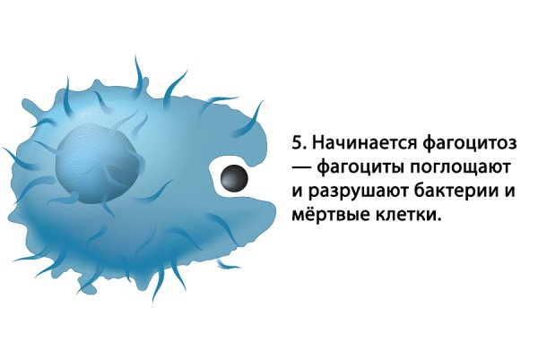 Фагоцитоз лейкоцитов бактерия